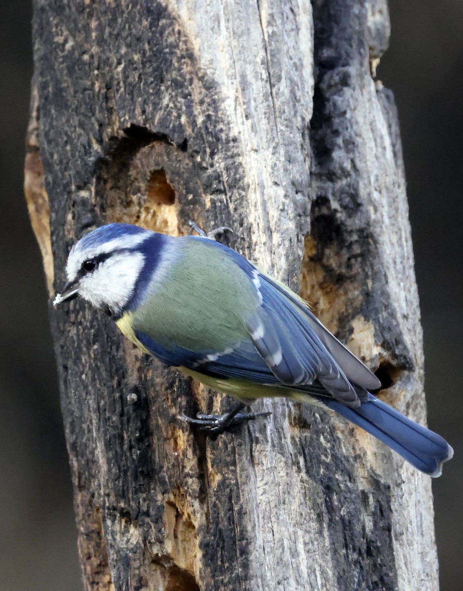 Eurasian Blue Tit - ML644644756