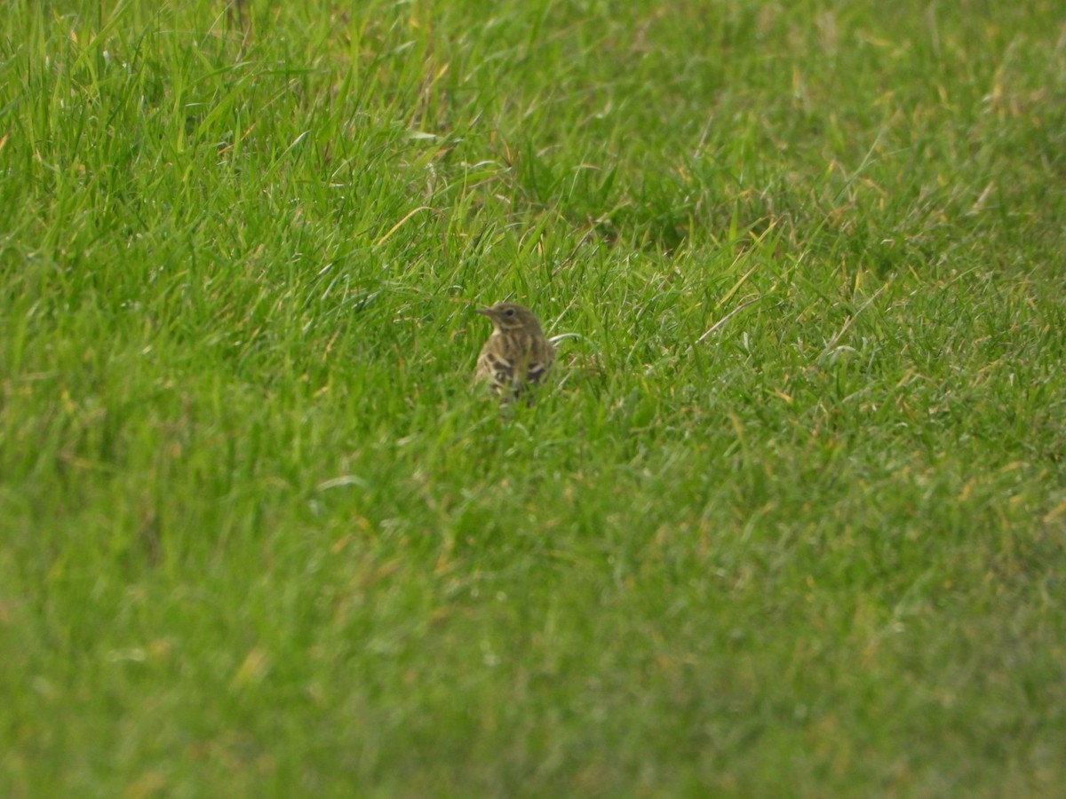 Negu-txirta - ML644644757