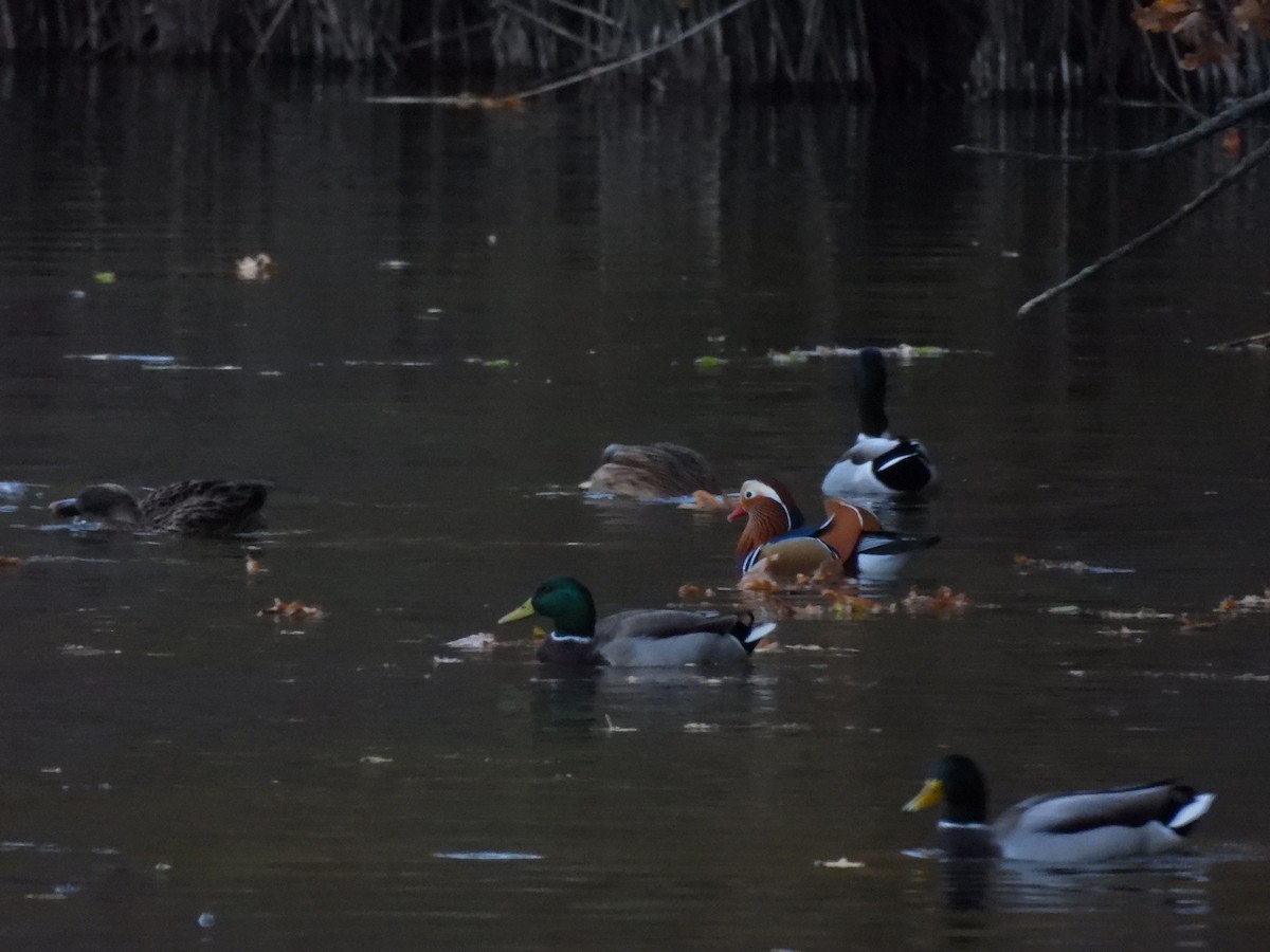 Мандаринка - ML644644759