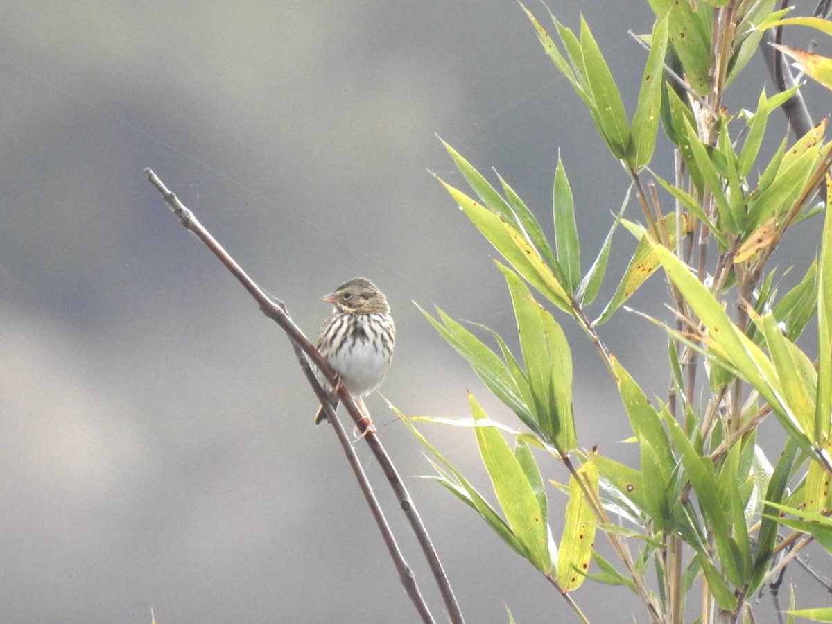 Savannah Sparrow - ML644644769