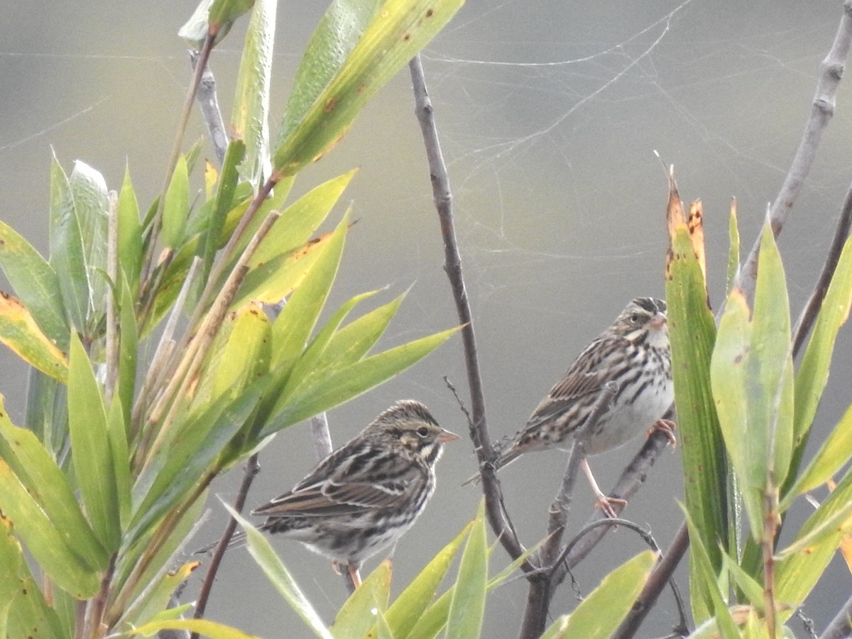 Savannah Sparrow - ML644644770