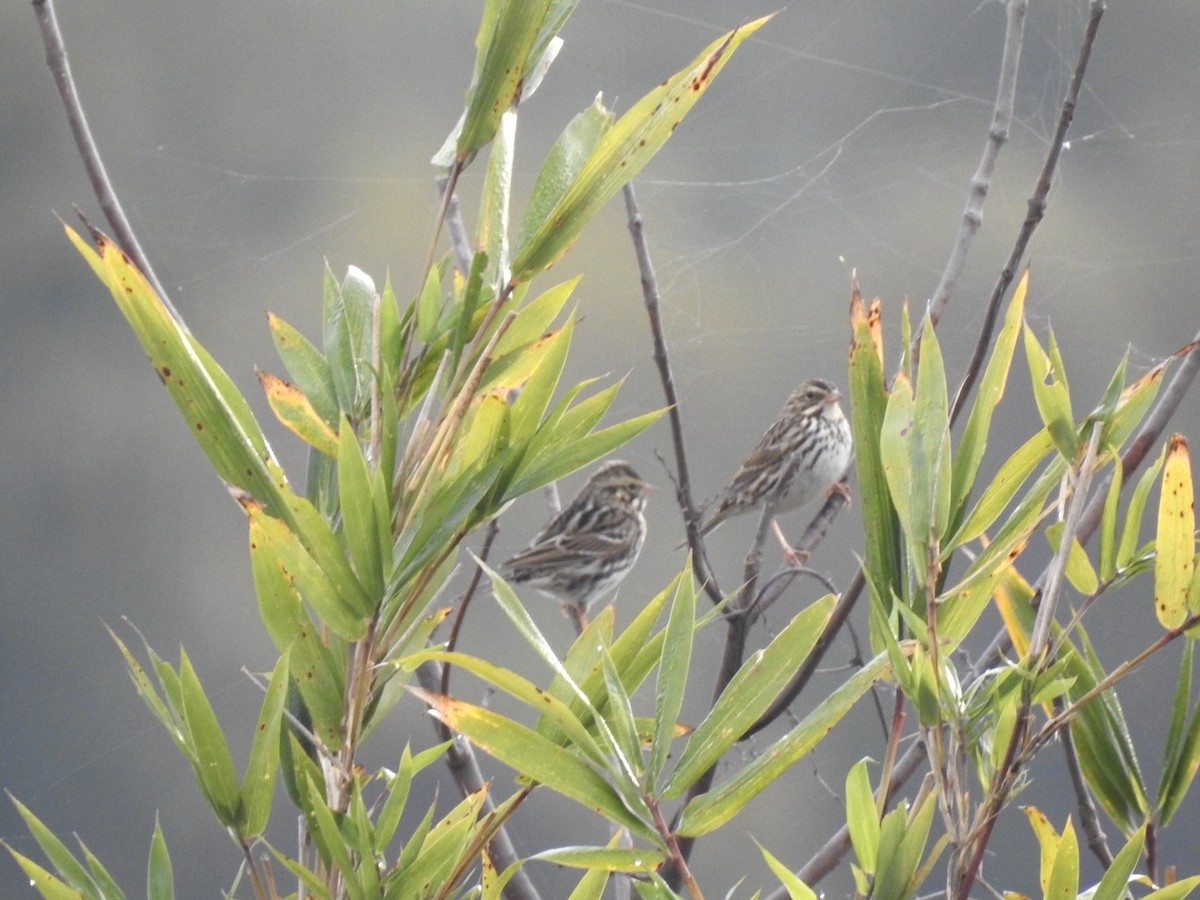 Savannah Sparrow - ML644644771