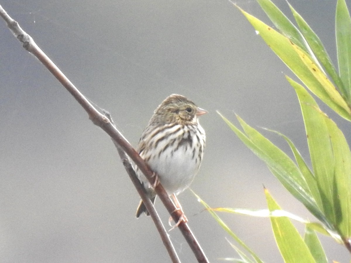 Savannah Sparrow - ML644644772