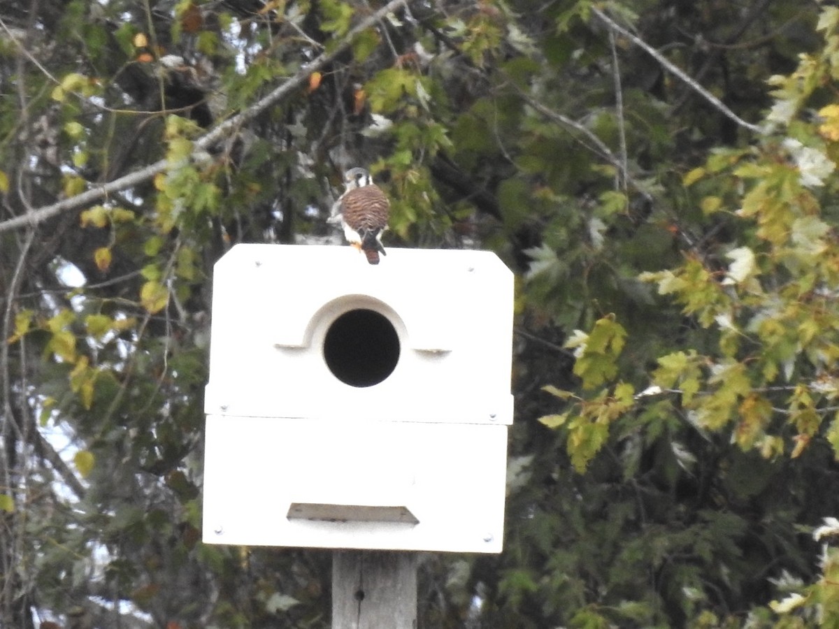 Belatz amerikarra - ML644644782