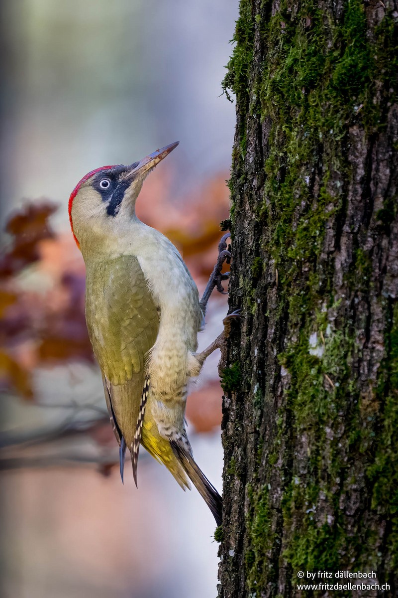 žluna zelená - ML644644807