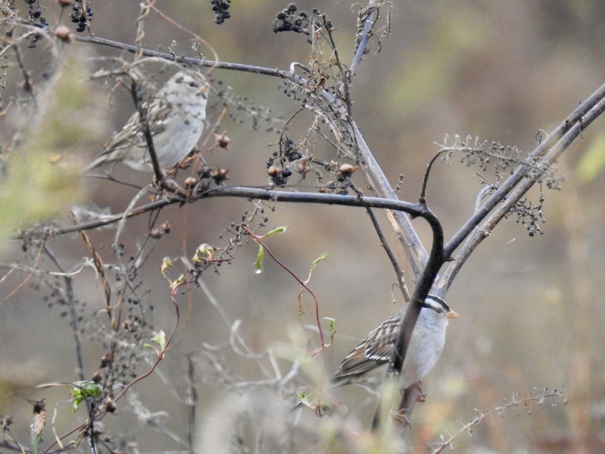 White-crowned Sparrow - ML644644816