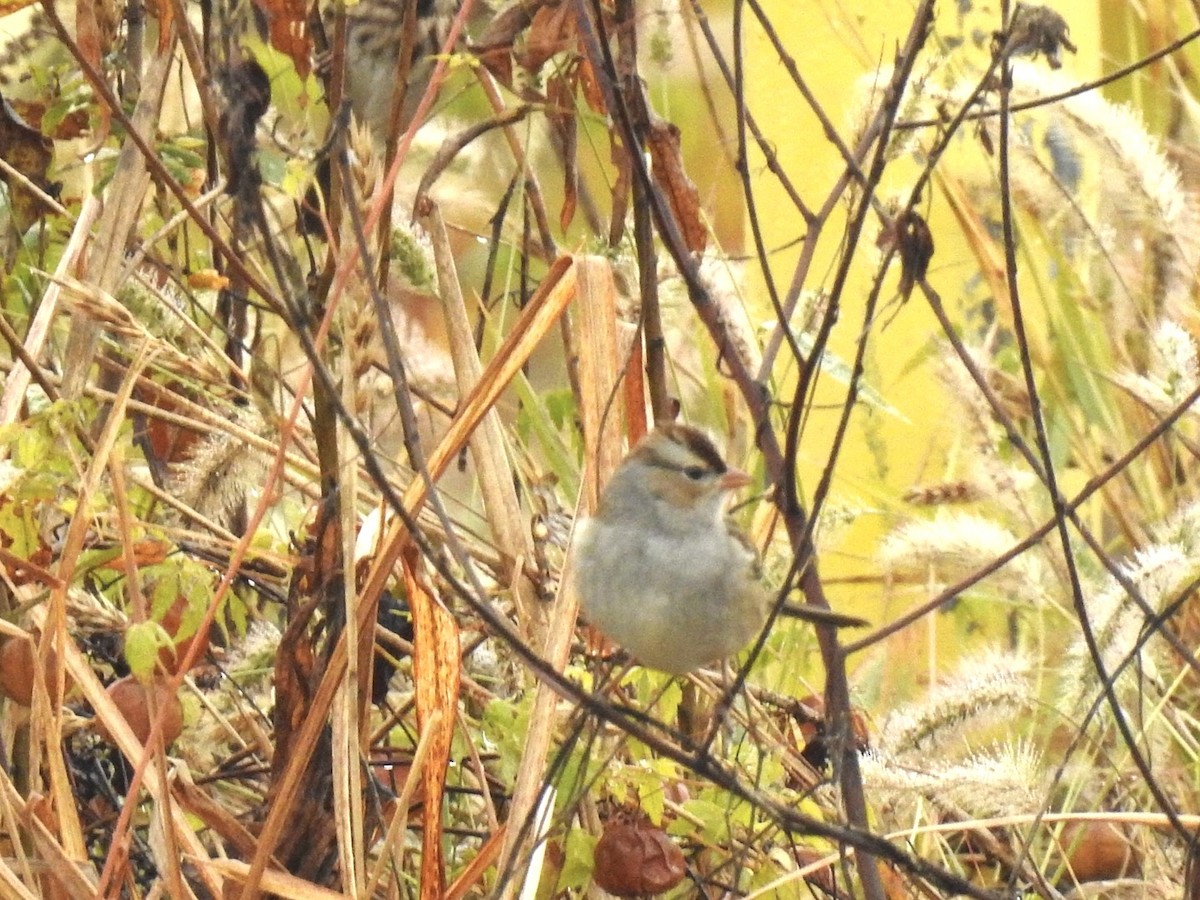White-crowned Sparrow - ML644644817