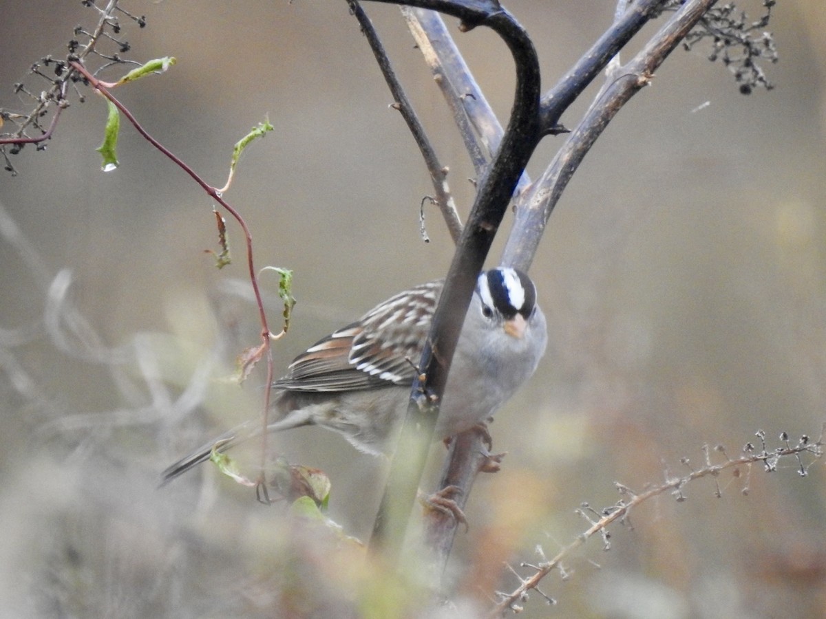 White-crowned Sparrow - ML644644818