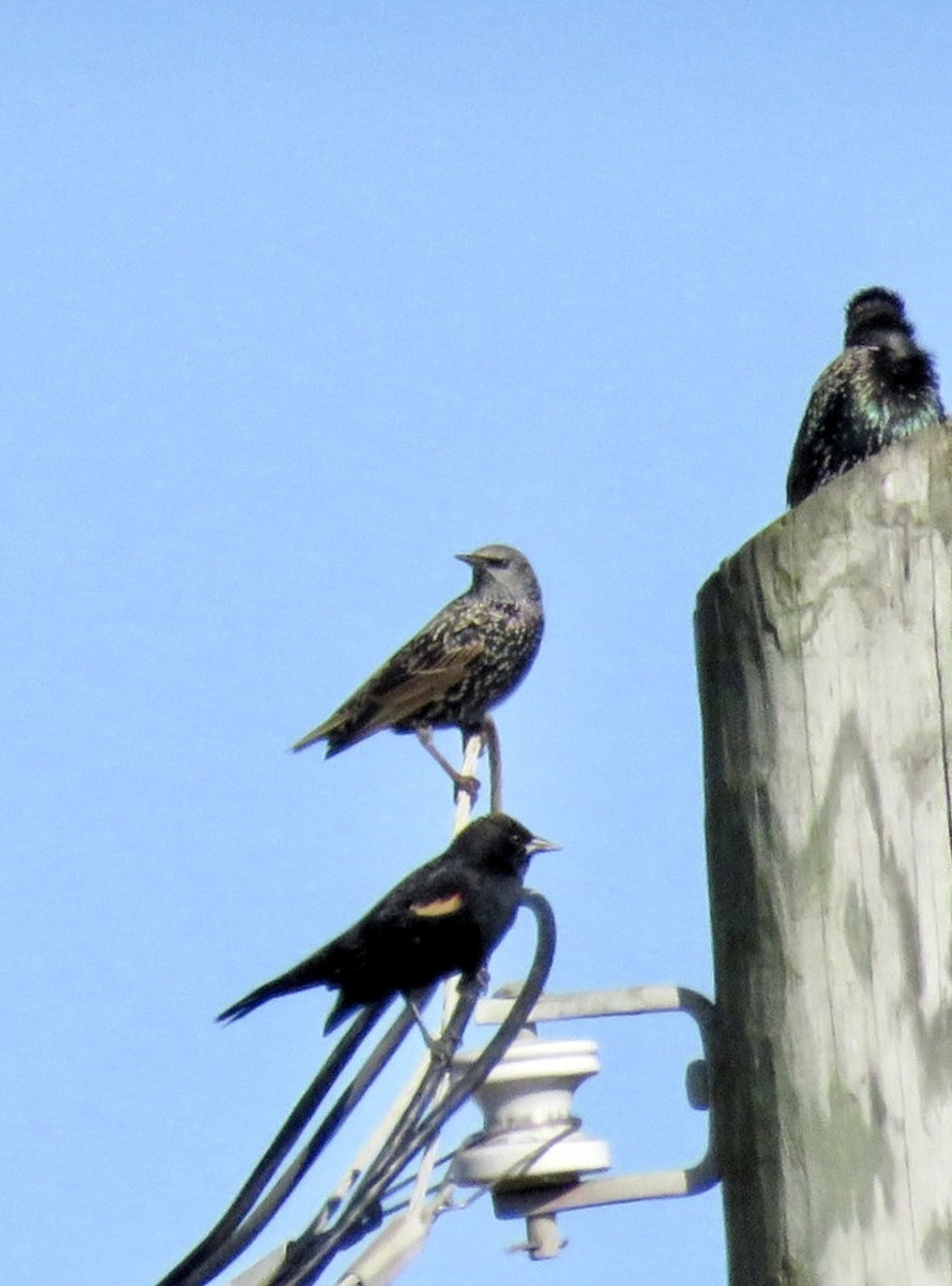 European Starling - ML644644835