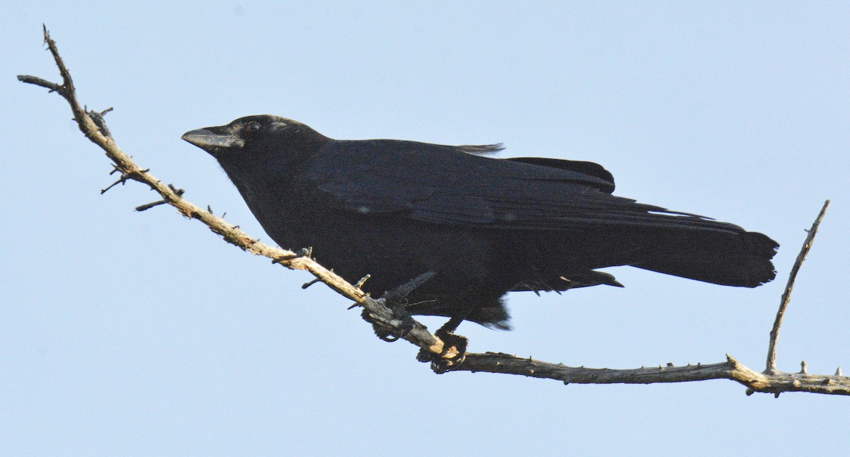 American Crow - ML644644841