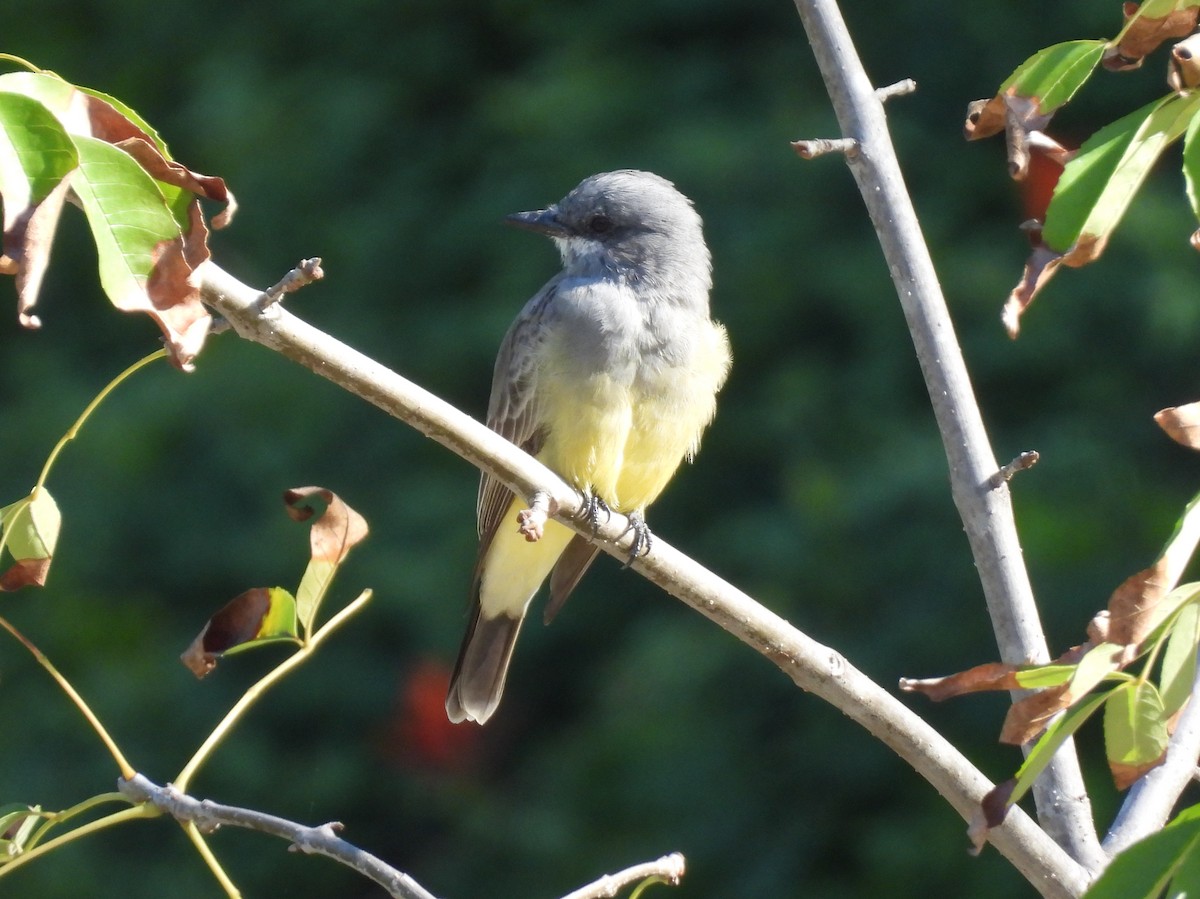 Cassin's Kingbird - ML644644842