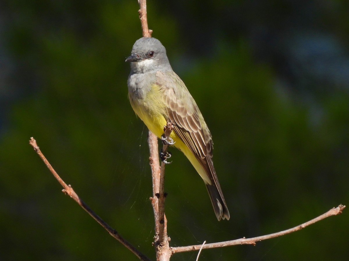 Cassin's Kingbird - ML644644843