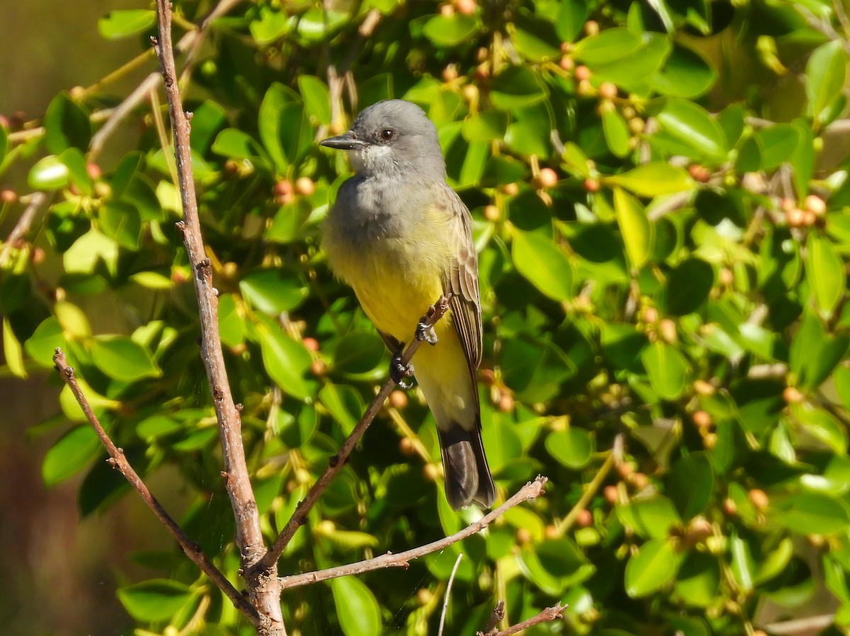 Cassin's Kingbird - ML644644844