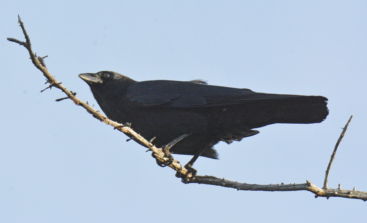 American Crow - ML644644846