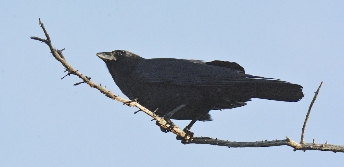 American Crow - ML644644847