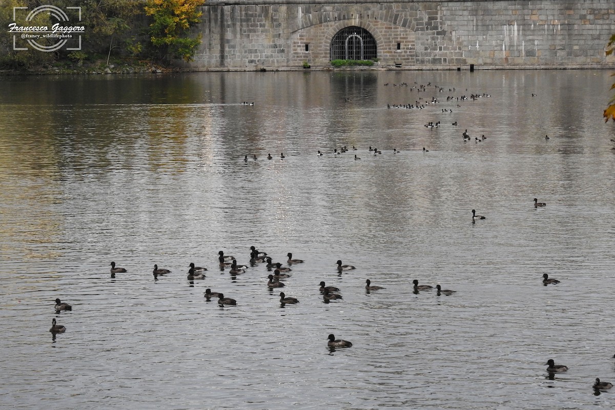 Чернь чубата - ML644644853