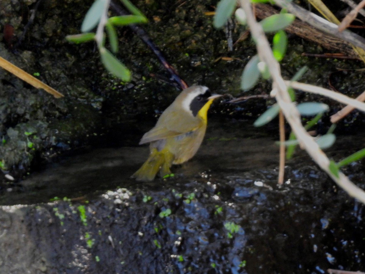 nordgulstrupe - ML644644859