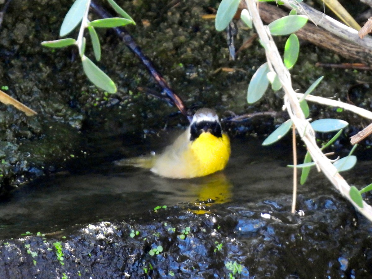 nordgulstrupe - ML644644860