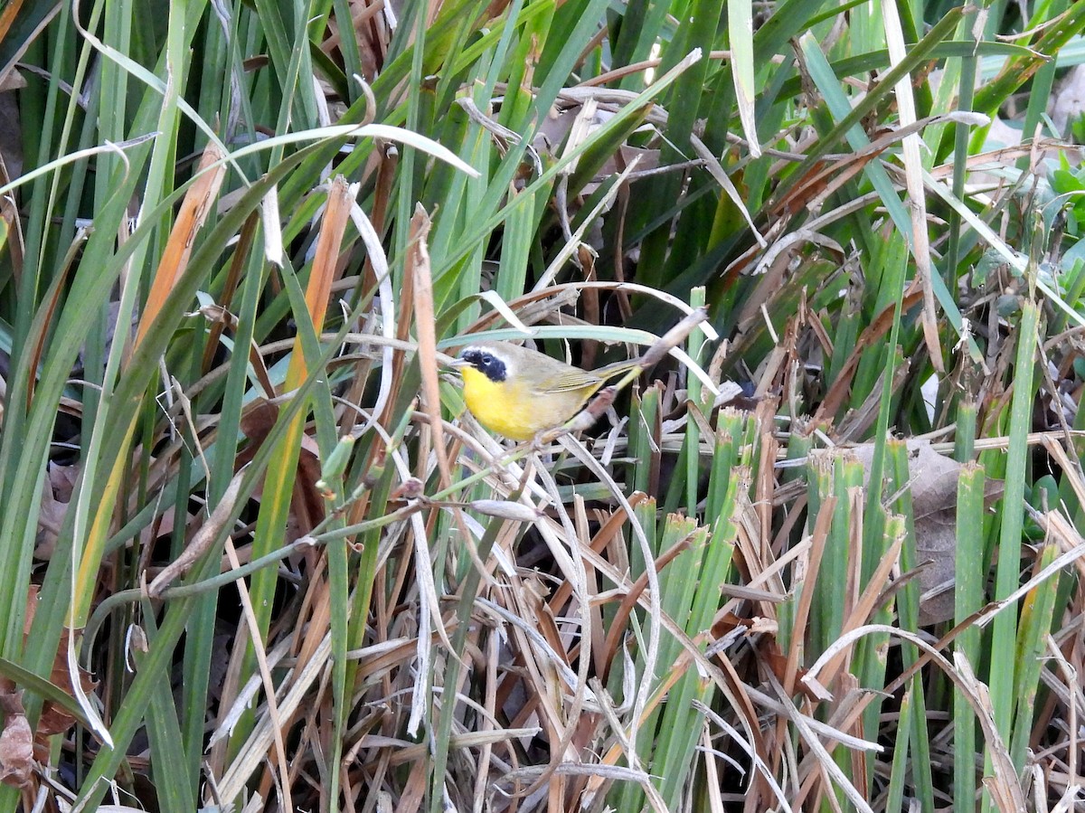 nordgulstrupe - ML644644861