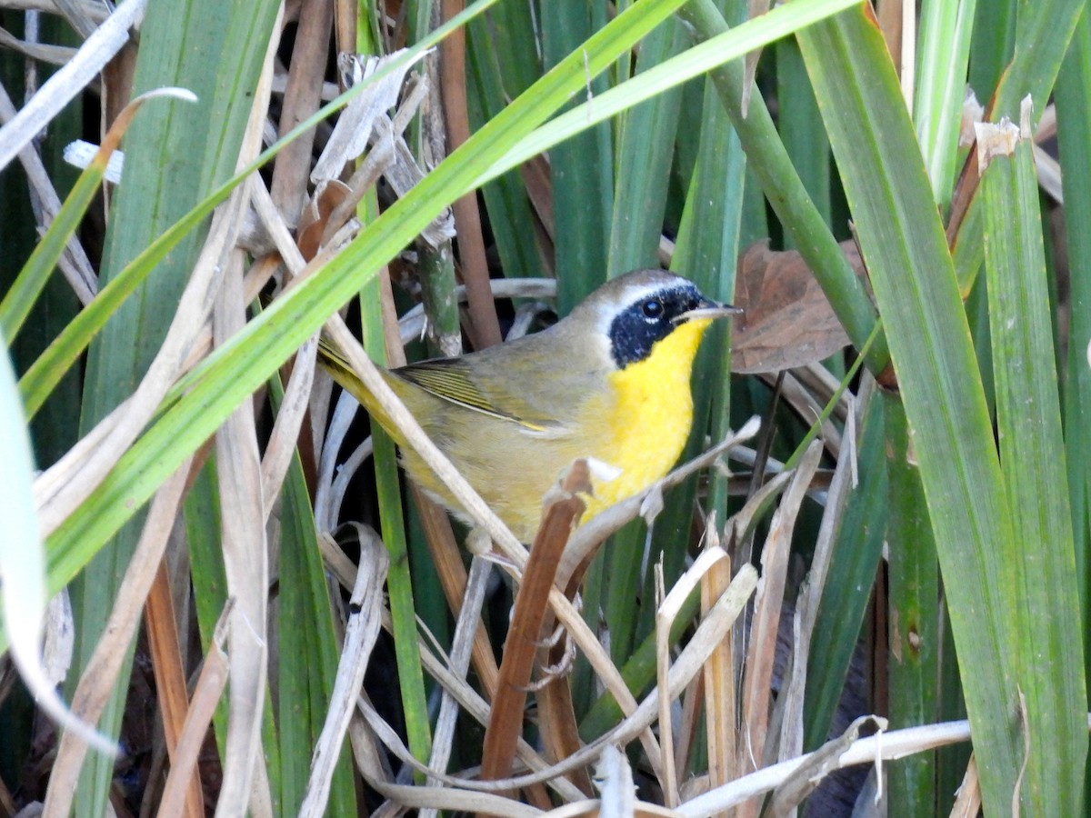 nordgulstrupe - ML644644862