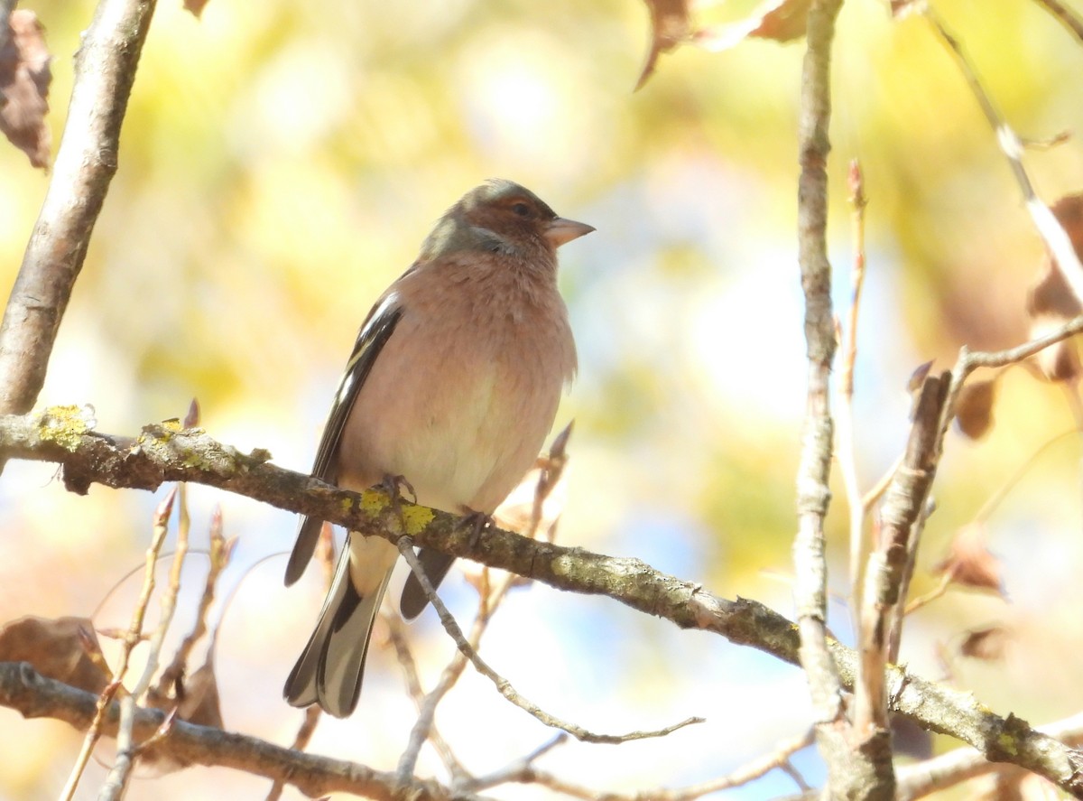 Pinzón Vulgar - ML644644866