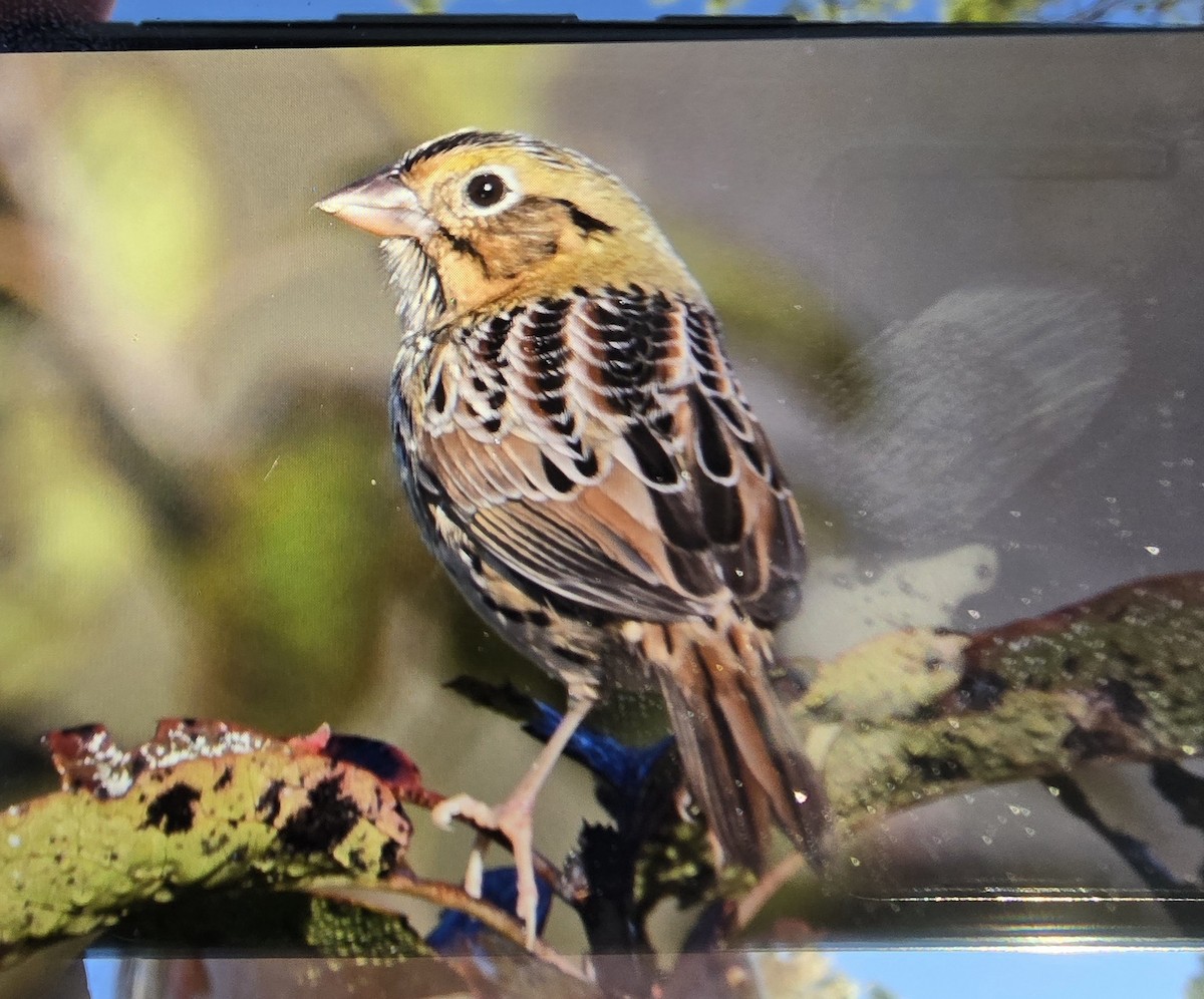 Henslow's Sparrow - ML644644871