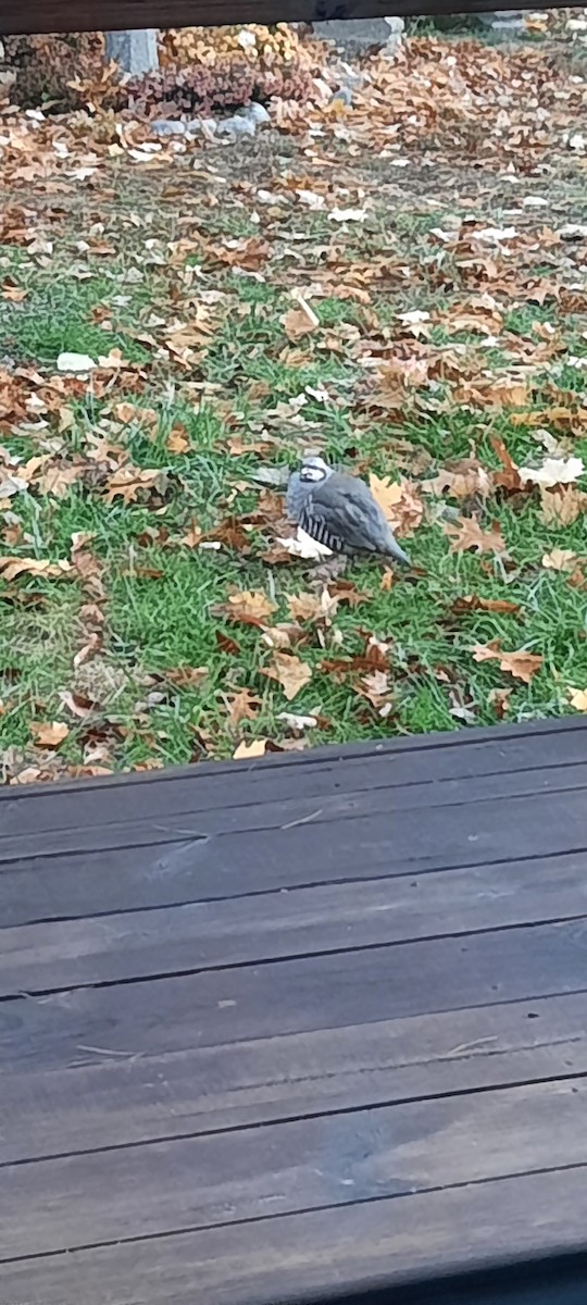 Chukar - ML644644877