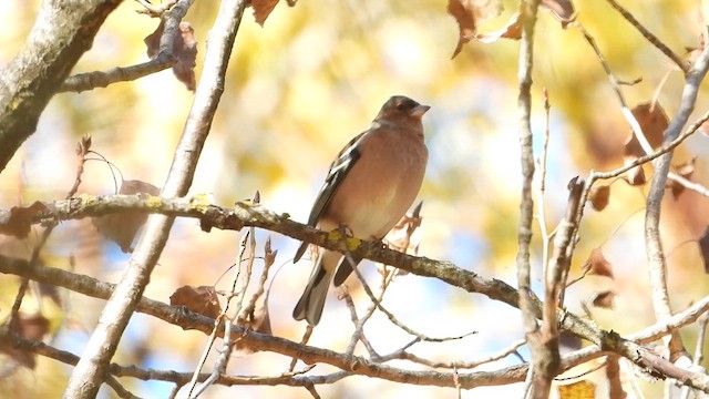 Pinzón Vulgar - ML644644895
