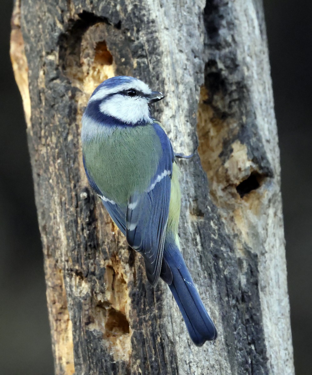 Eurasian Blue Tit - ML644644903