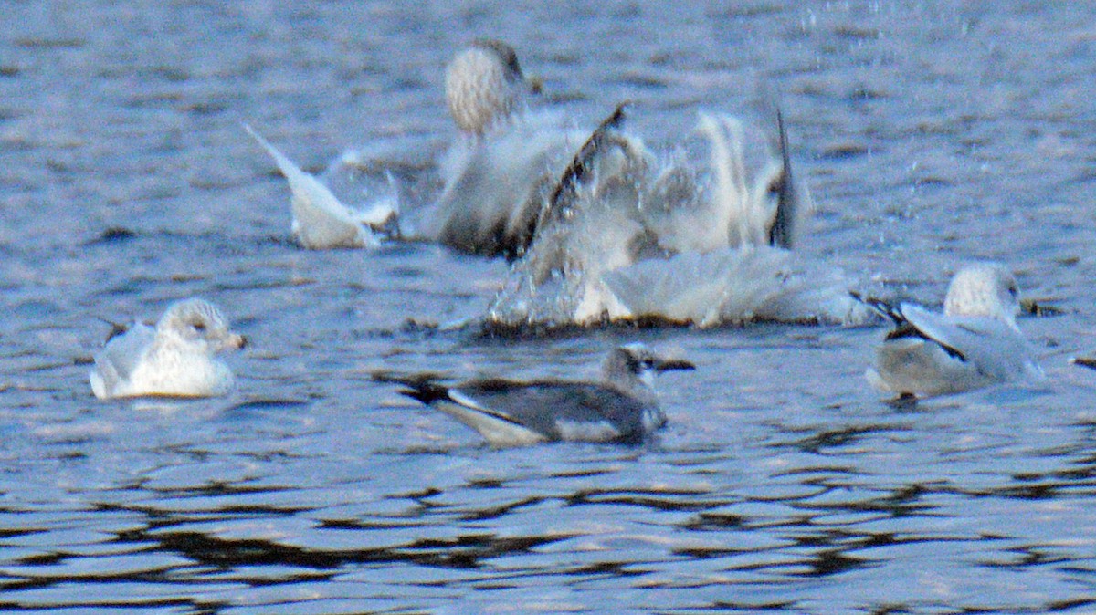 Antxeta mokogorri amerikarra - ML644644906