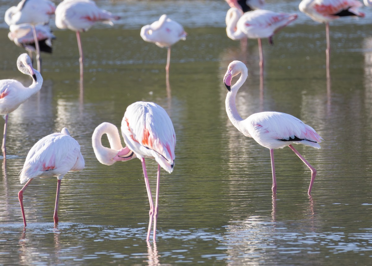 פלמינגו גדול - ML644644912