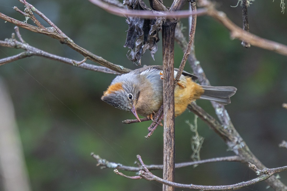 Rufous-vented Yuhina - ML644644913