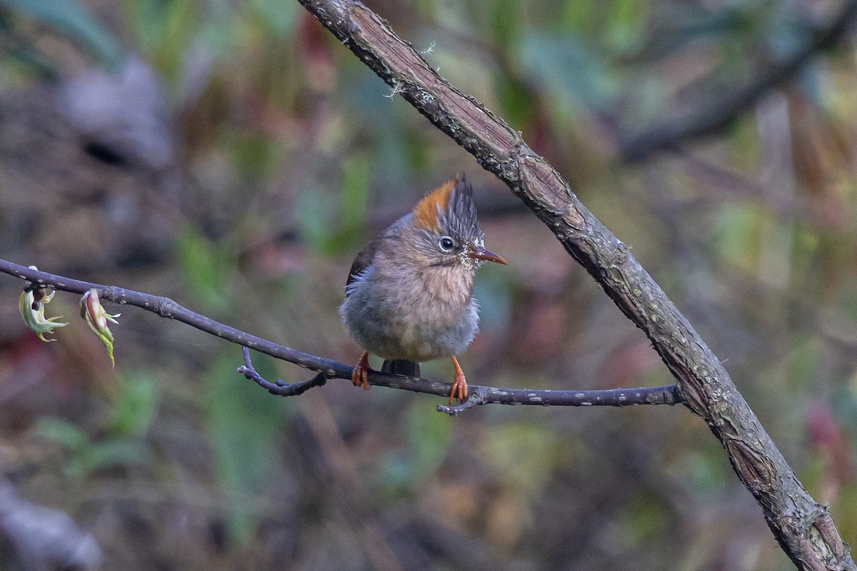 Rufous-vented Yuhina - ML644644920