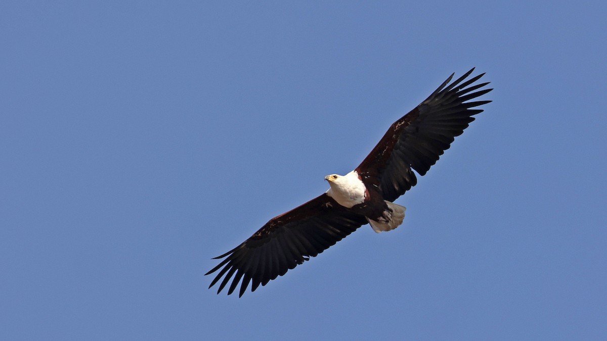 African Fish-Eagle - ML644644921