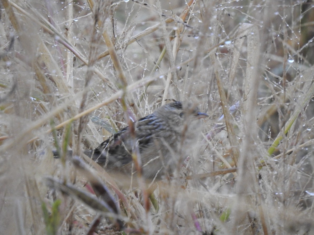 Тростниковый крапивник - ML644644934