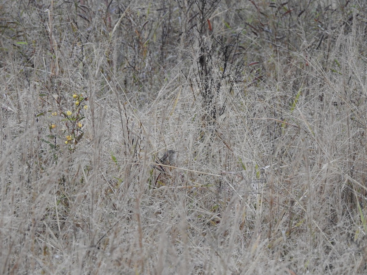 Тростниковый крапивник - ML644644935