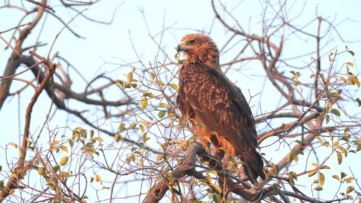 Tawny Eagle - ML644644948