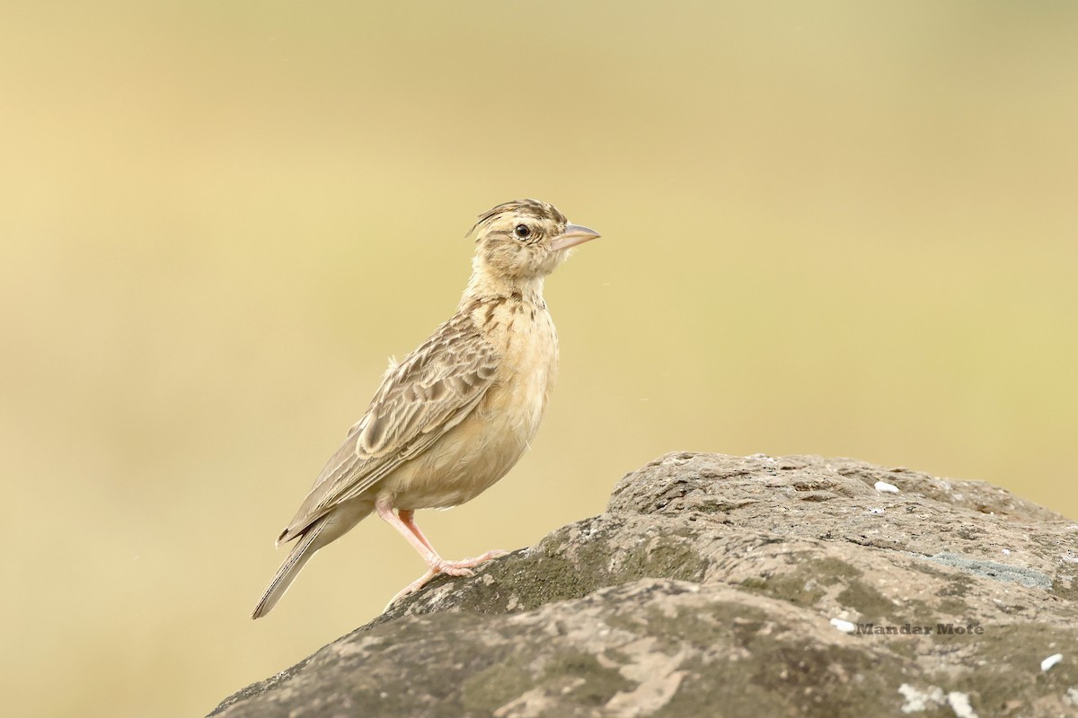 Tawny Lark - ML644644955