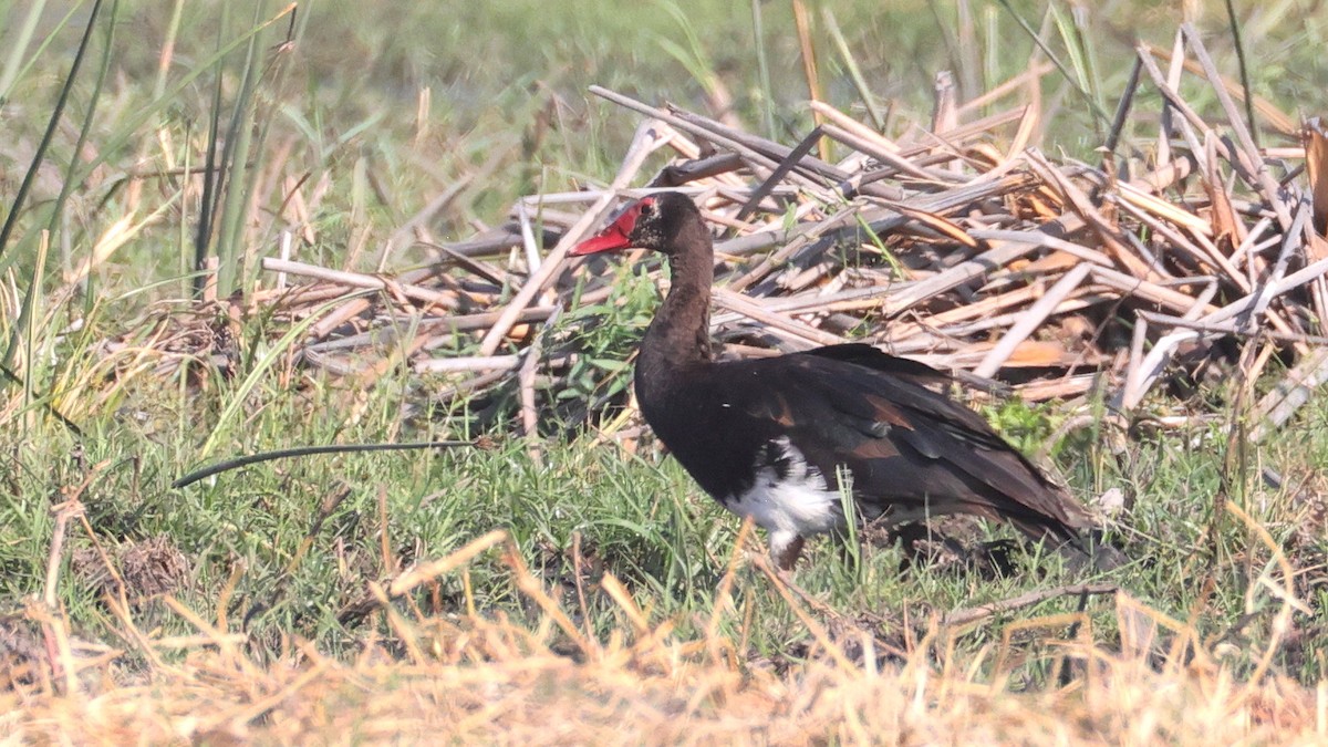 Spur-winged Goose - ML644644957