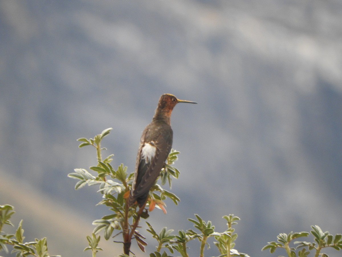 Giant Hummingbird - ML644644958