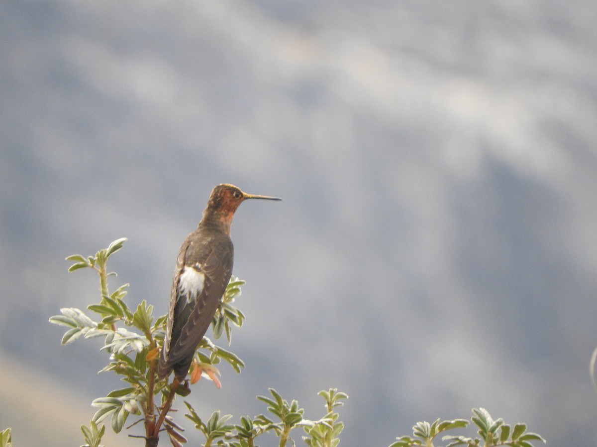 Giant Hummingbird - ML644644959