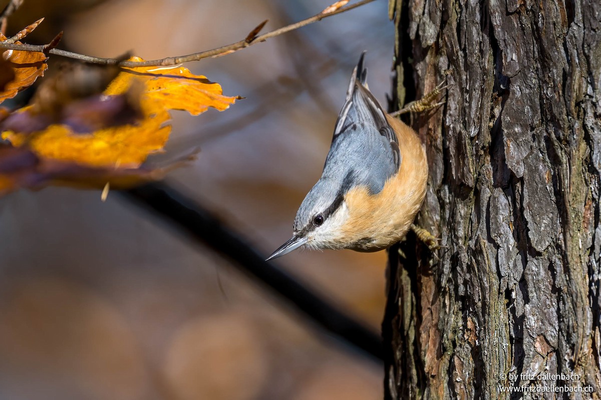 Eurasian Nuthatch - ML644644960