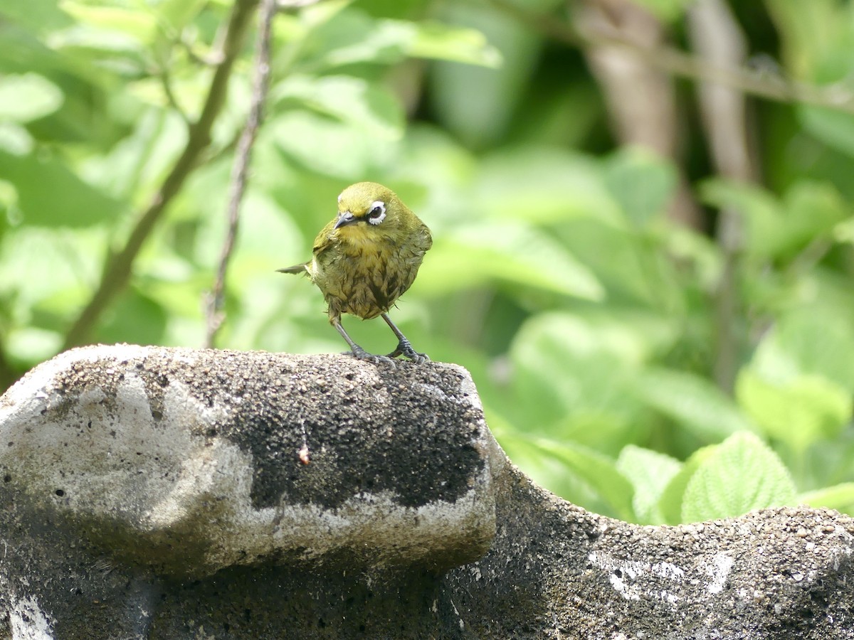 Kap Gözlükçüsü - ML644644972