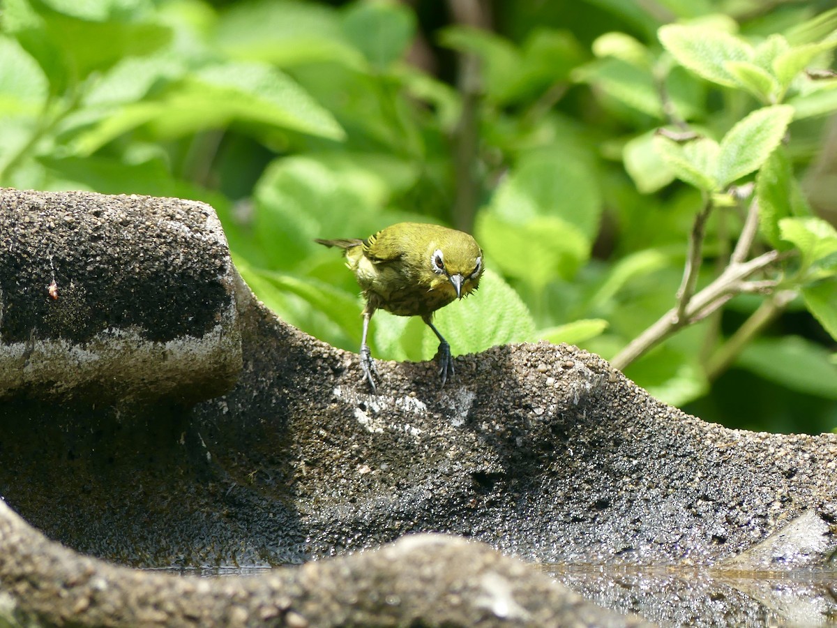 Kap Gözlükçüsü - ML644644974