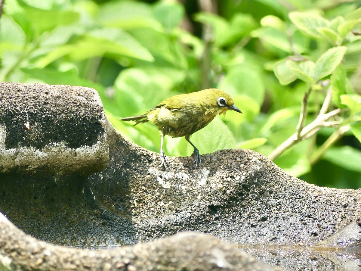 Kap Gözlükçüsü - ML644644975