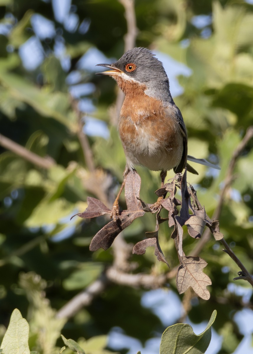 סבכי רונן - ML644644976