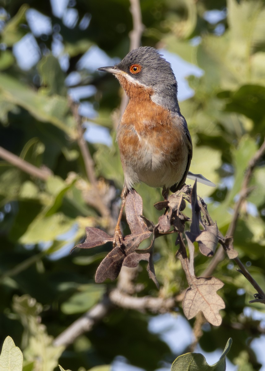סבכי רונן - ML644644980