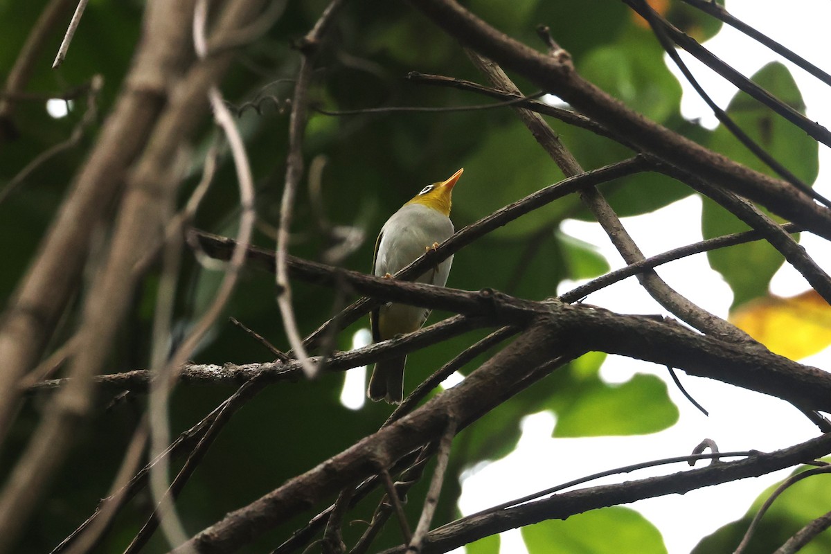 Wangi-wangi White-eye - ML644644985