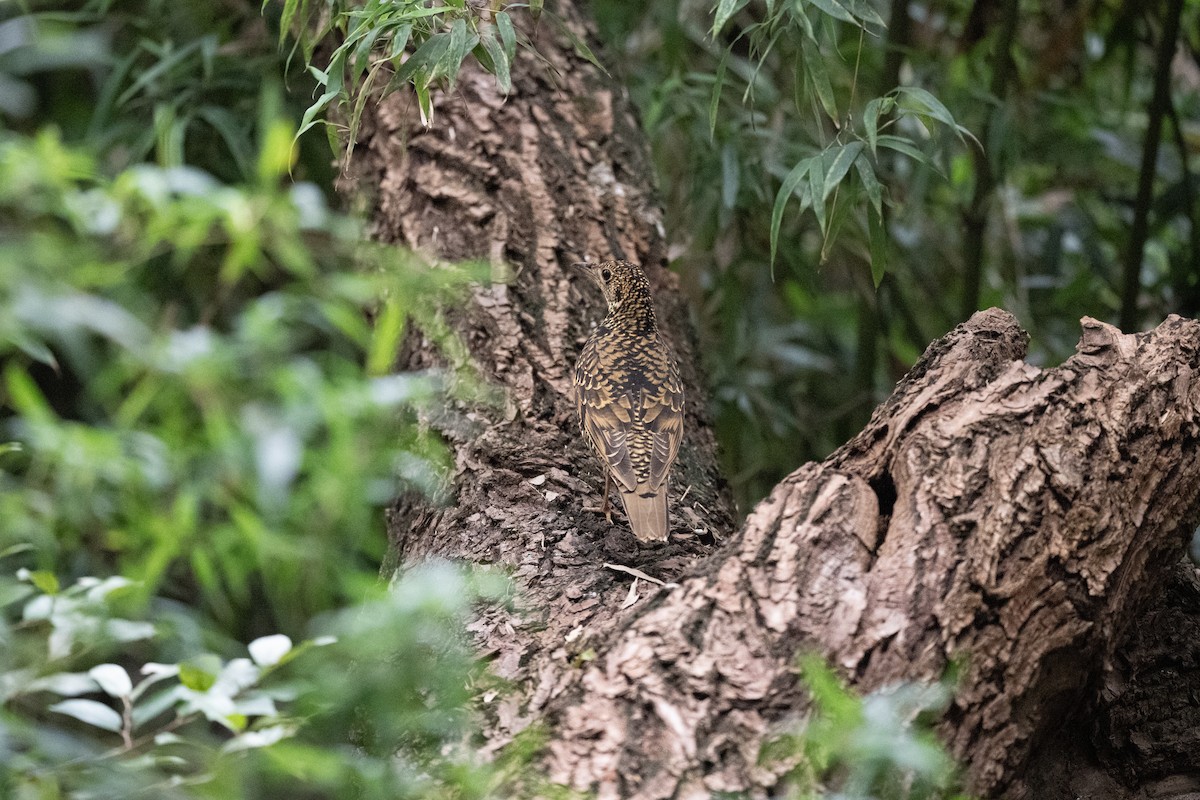 Квічаль тайговий - ML644644992