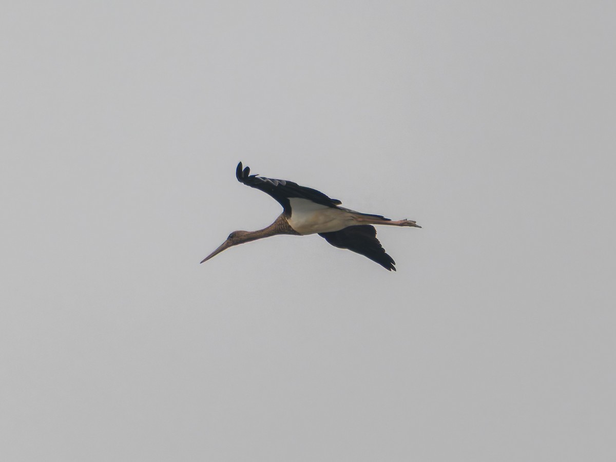 Black Stork - ML644644994